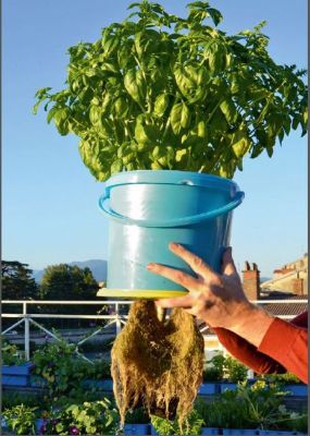 Urban Gardening   