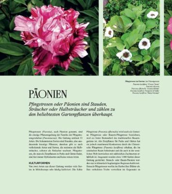 Stauden im Garten